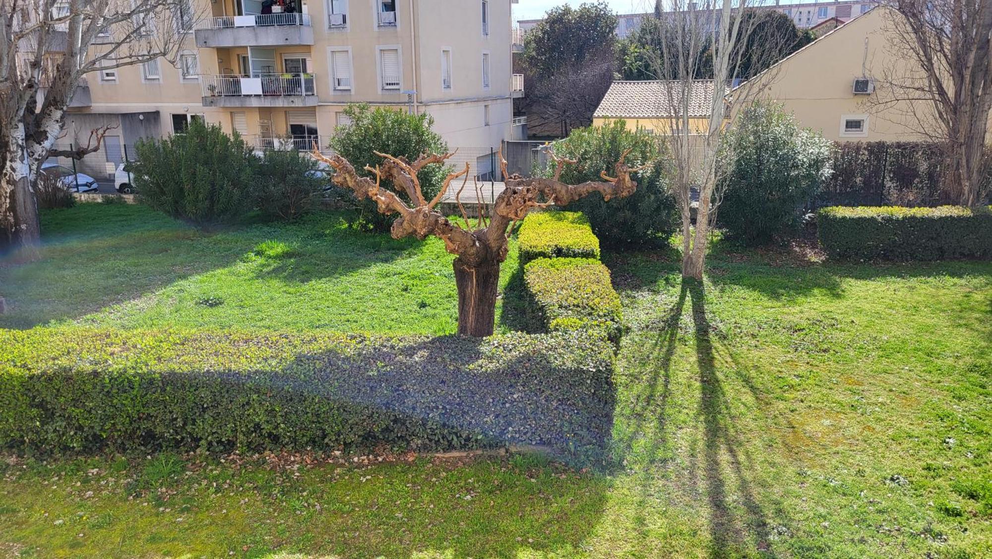Les Tourterelles D'avignon 2